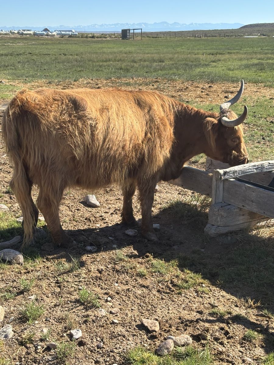 Highland cows