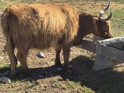 Highland cows
