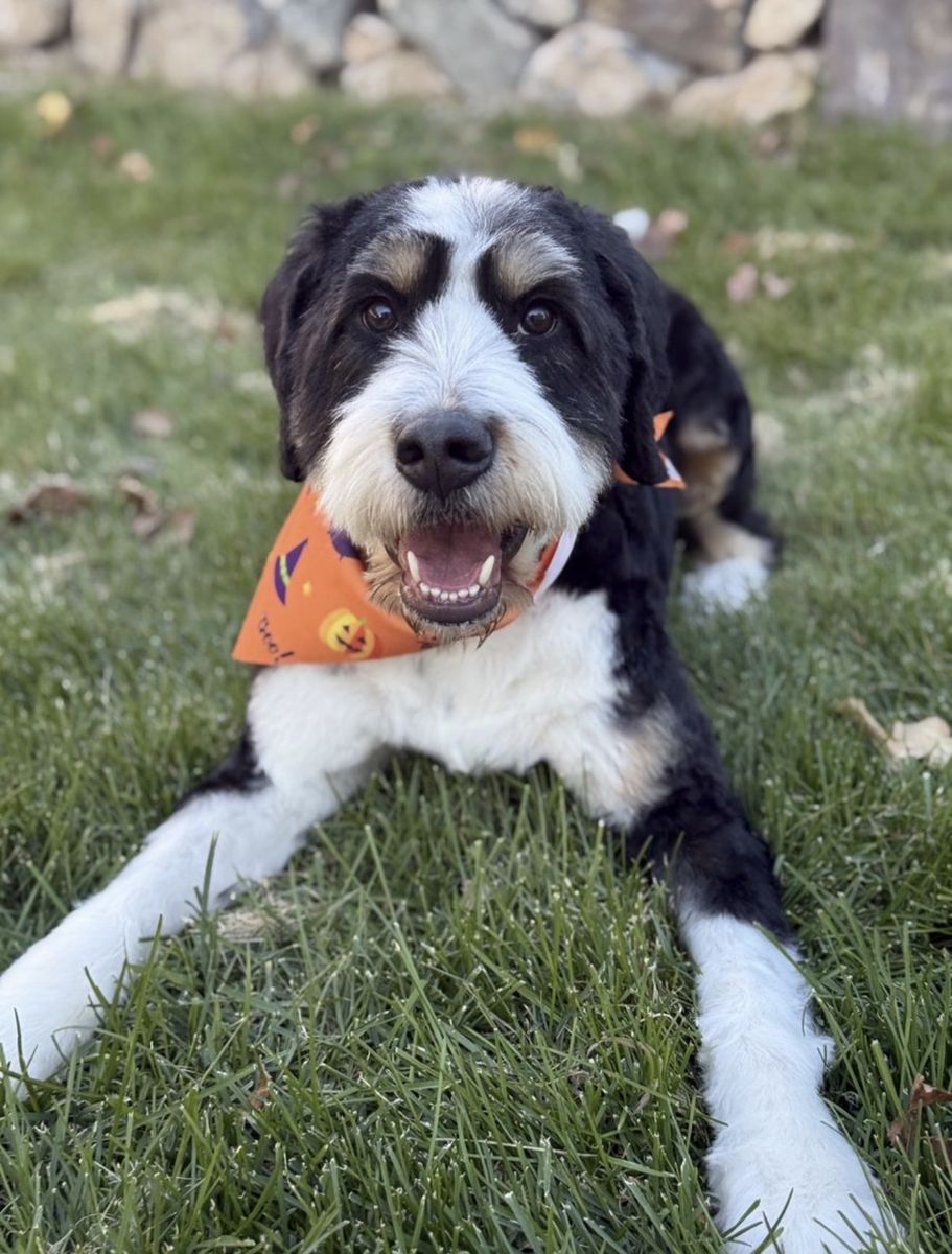 BERNEDOODLE BREEDER OPPORTUNITY – PURCHASE OR PARTNERSHIP