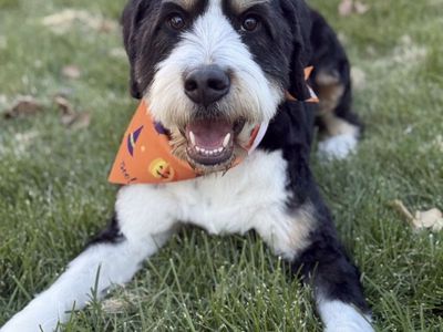 BERNEDOODLE BREEDER OPPORTUNITY – PURCHASE OR PARTNERSHIP