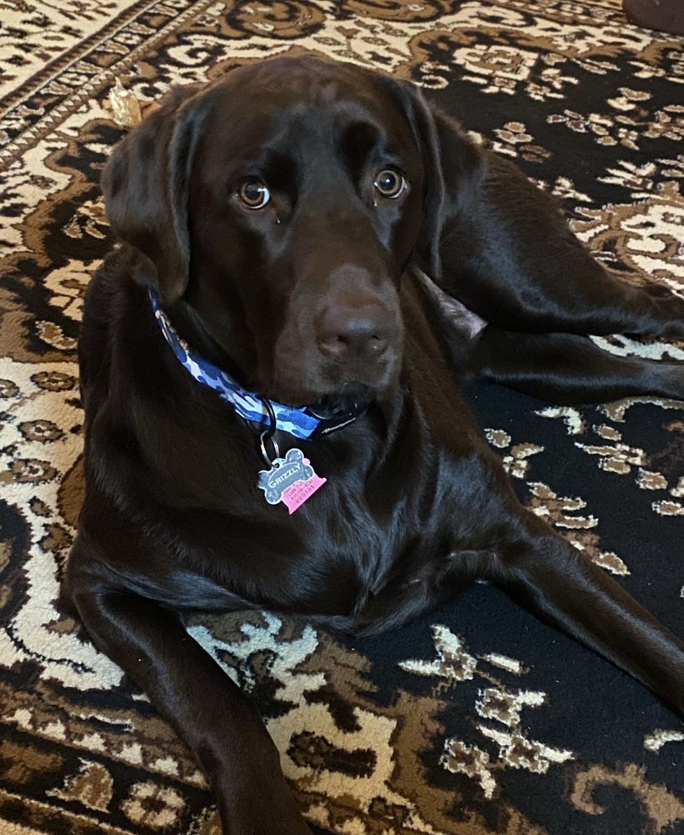 Pure bred chocolate Lab
