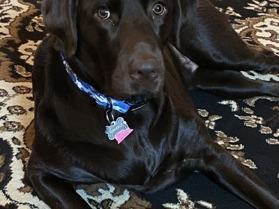 Pure bred chocolate Lab