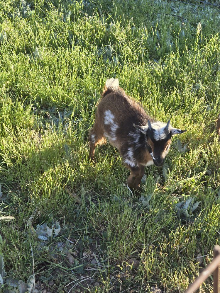 Nigerian dwarf goat baby wethers