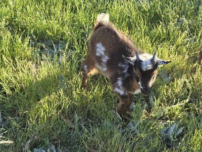 Nigerian dwarf goat baby wethers