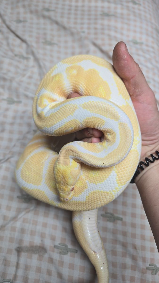 Adult Albino Ball Python (3+ years old)