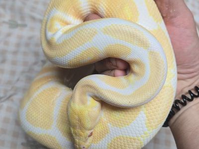 Adult Albino Ball Python (3+ years old)