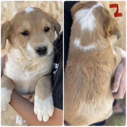 Great Pyrenees mix puppies