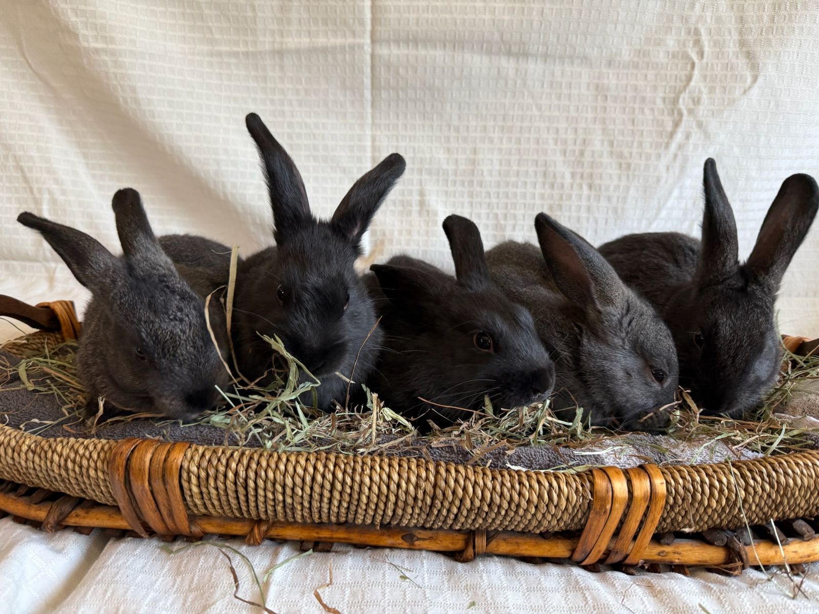 Baby Bunnies! 7.5 weeks old