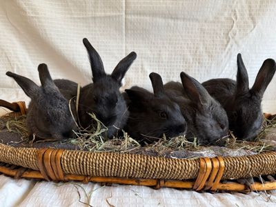 Baby Bunnies! 7.5 weeks old