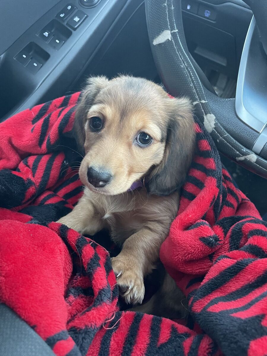 AKC Miniature Dachshund