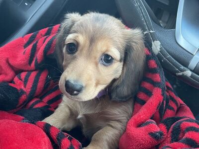 AKC Miniature Dachshund