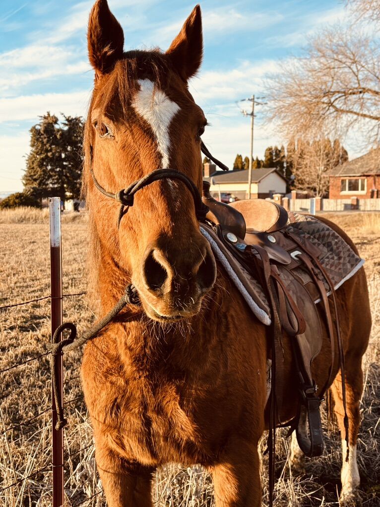 12-13 Year Old Grade Mare