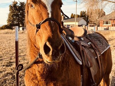 12-13 Year Old Grade Mare