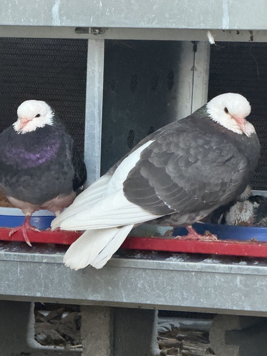 Birmingham Roller Pigeons