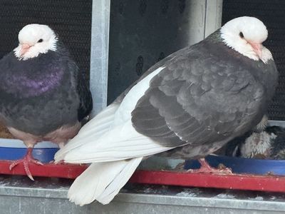 Birmingham Roller Pigeons