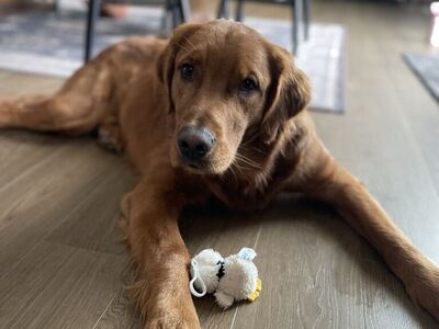 Purebred Golden Retriever - STUD- Proven