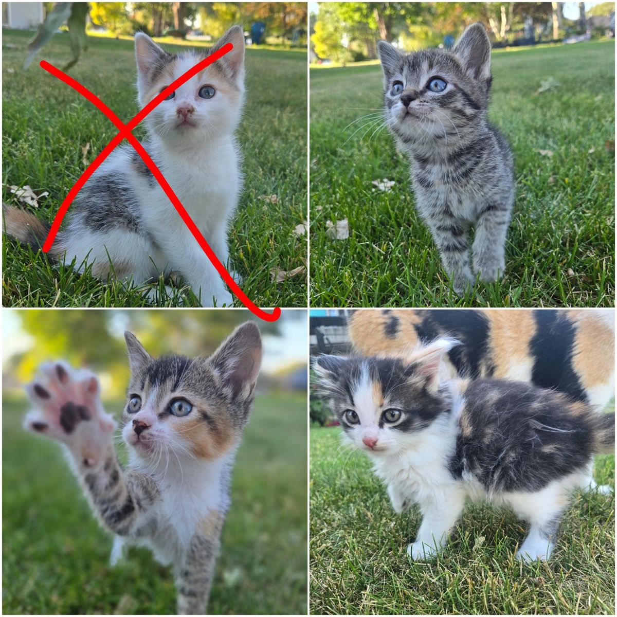 Adorable Kittens Seeking Forever Homes - Tabby & Calico - Ready for Adoption!