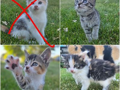 Adorable Kittens Seeking Forever Homes - Tabby & Calico - Ready for Adoption!
