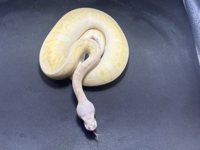 Super Pastel Lesser Clown Female