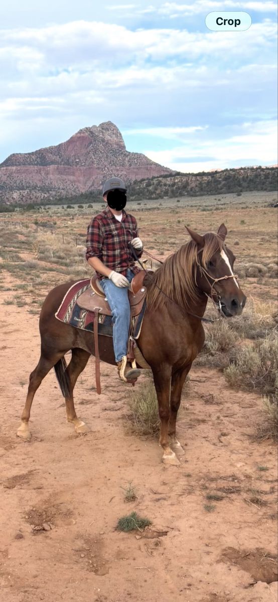 14yr old paso fino
