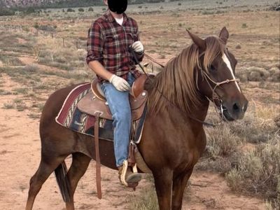14yr old paso fino