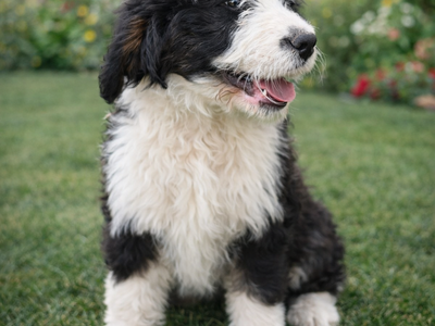 Bernedoodle Puppy