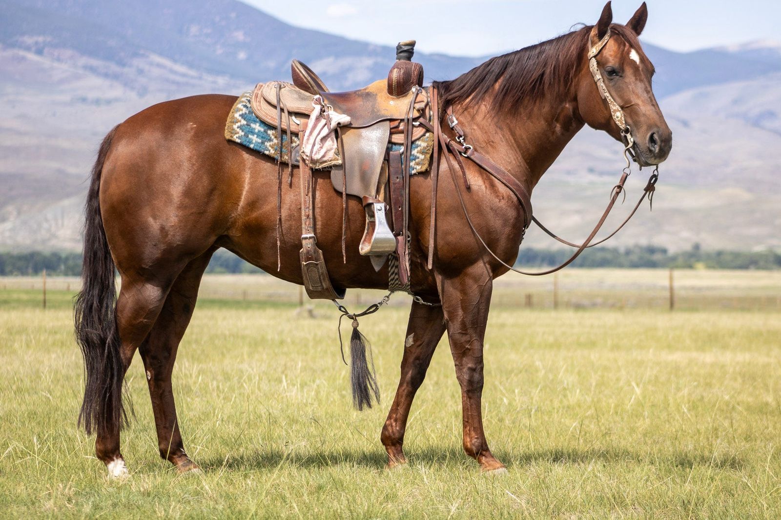 2018 AQHA MARE