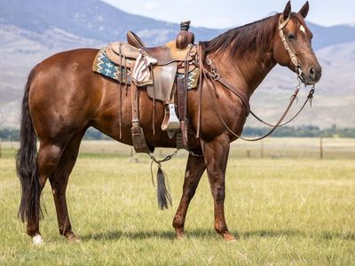2018 AQHA MARE