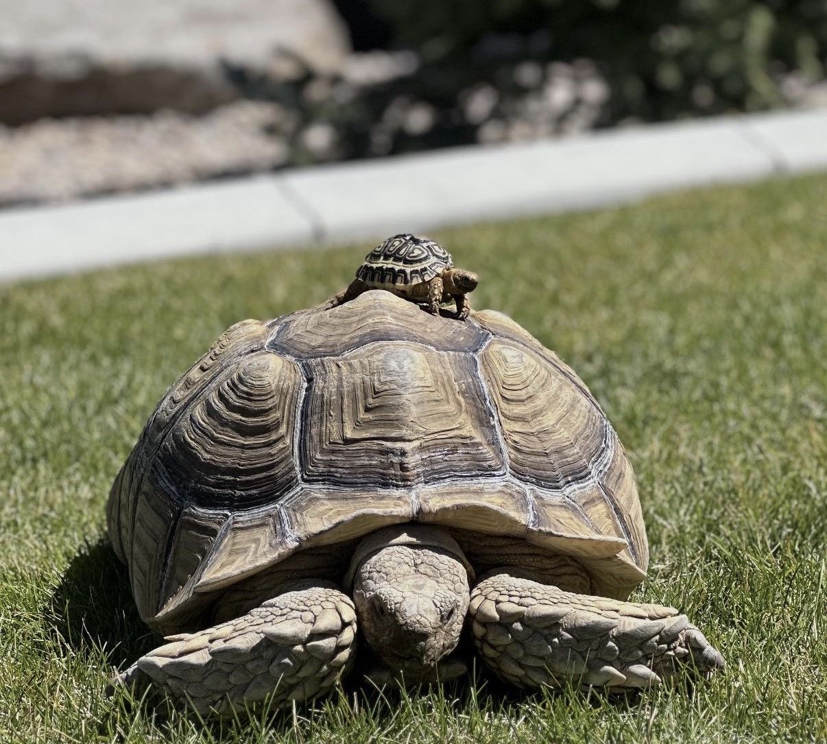 Sulcata Tortoise Adult