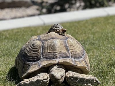 Sulcata Tortoise Adult