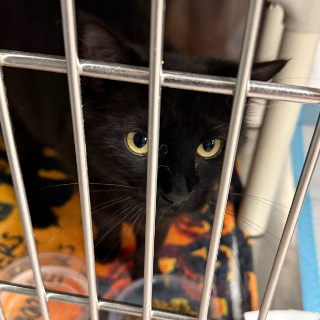 Hello my name is Daisy