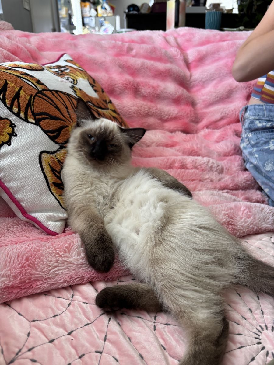 Almost 6 month old boy