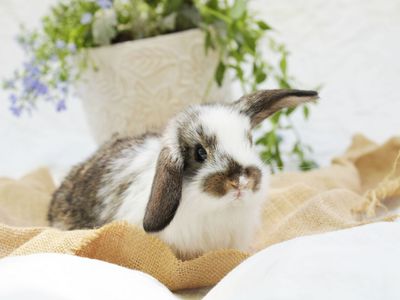 Mini lop bunnies for sale