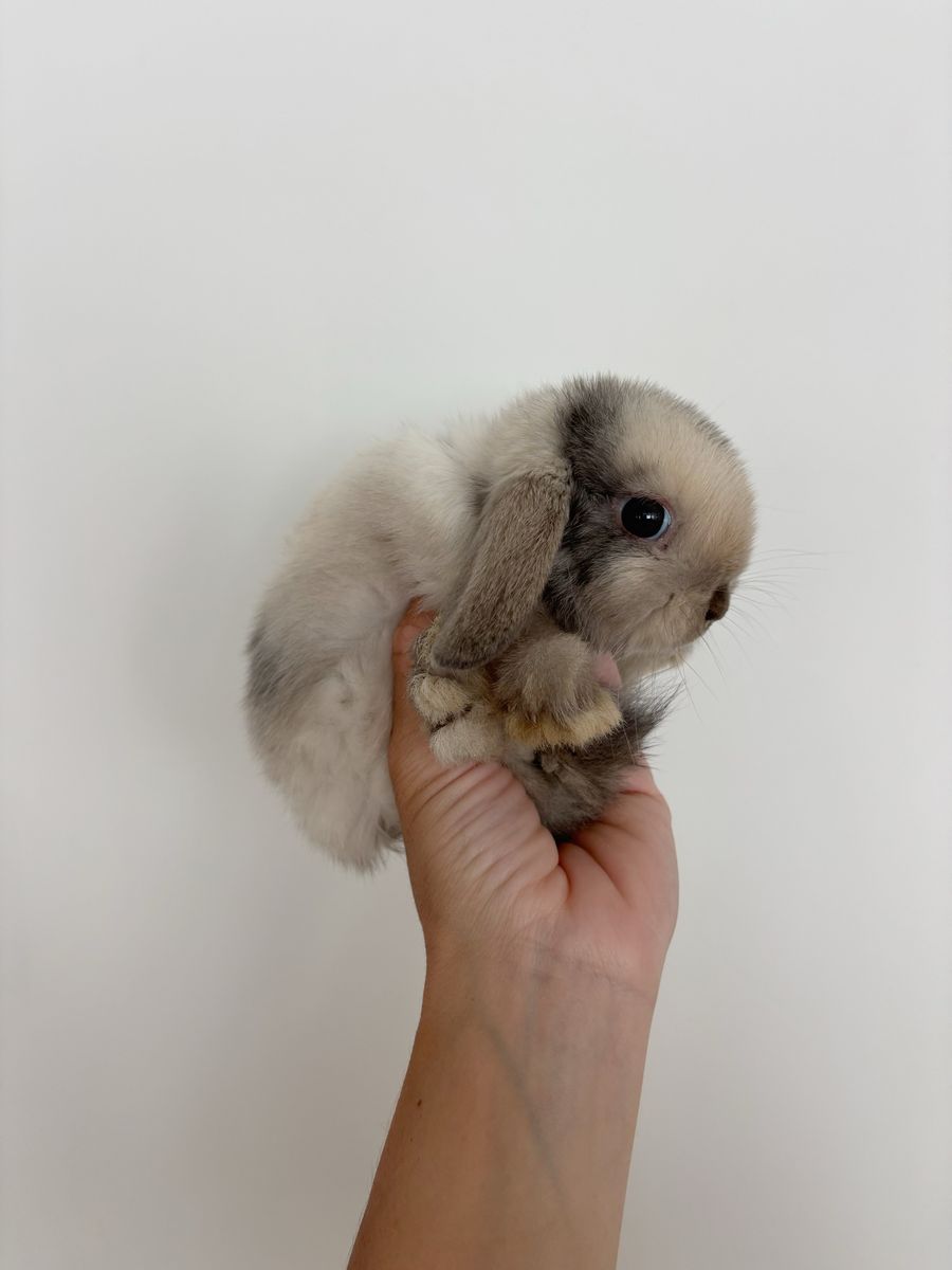 Holland lop doe