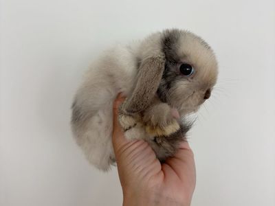 Holland lop doe
