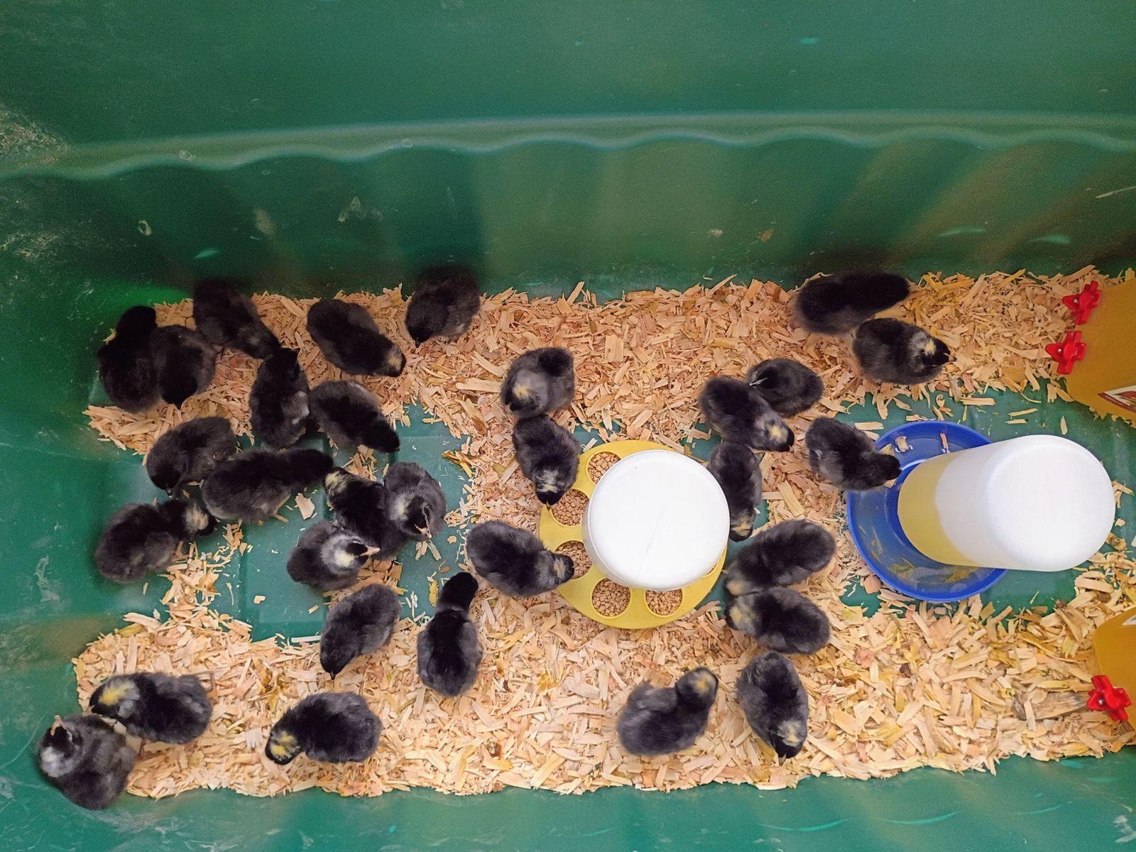 roo/rooster chicks, black sex-link