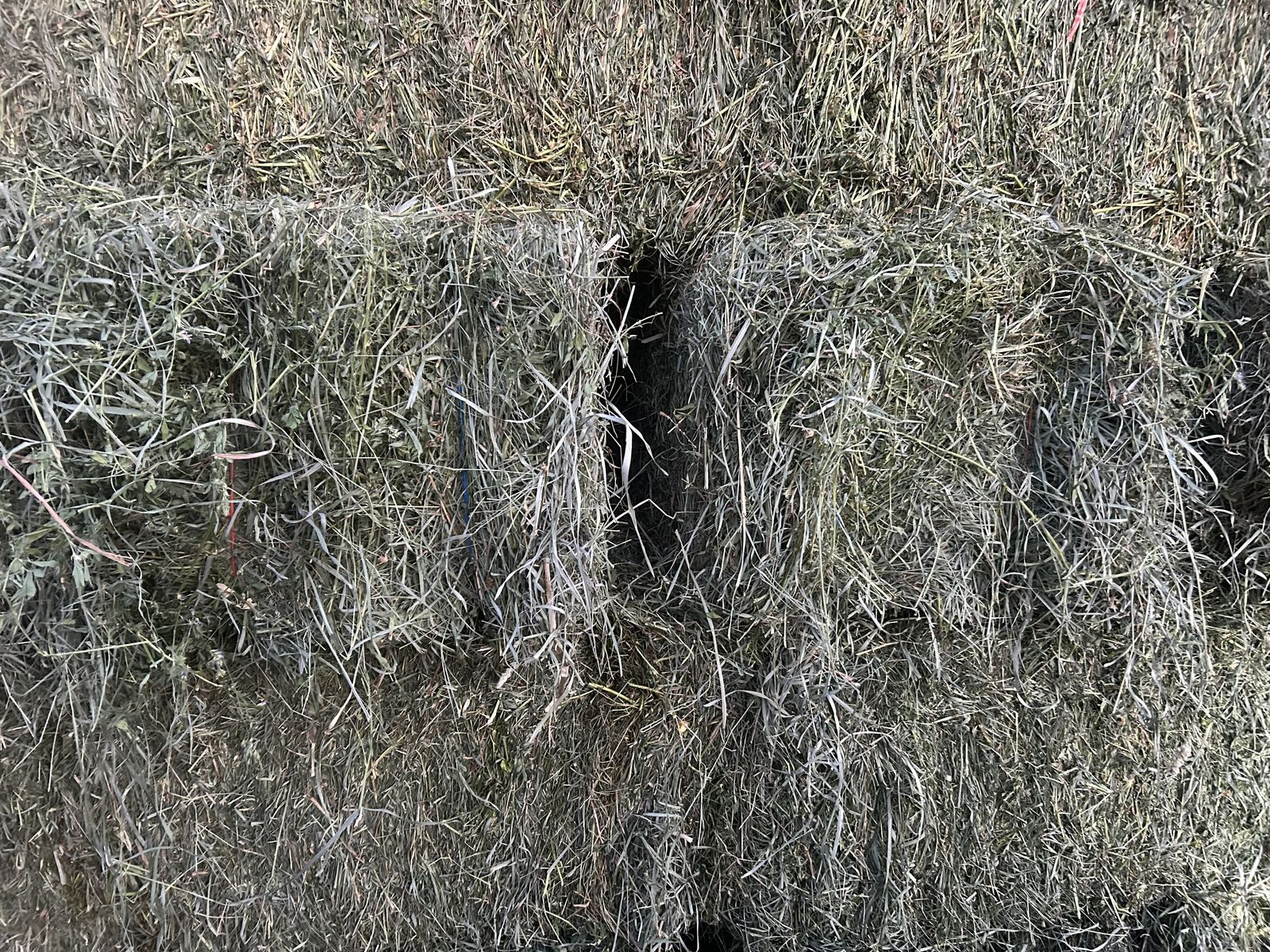 2nd Crop Alfalfa Grass mix