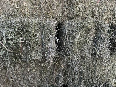 2nd Crop Alfalfa Grass mix