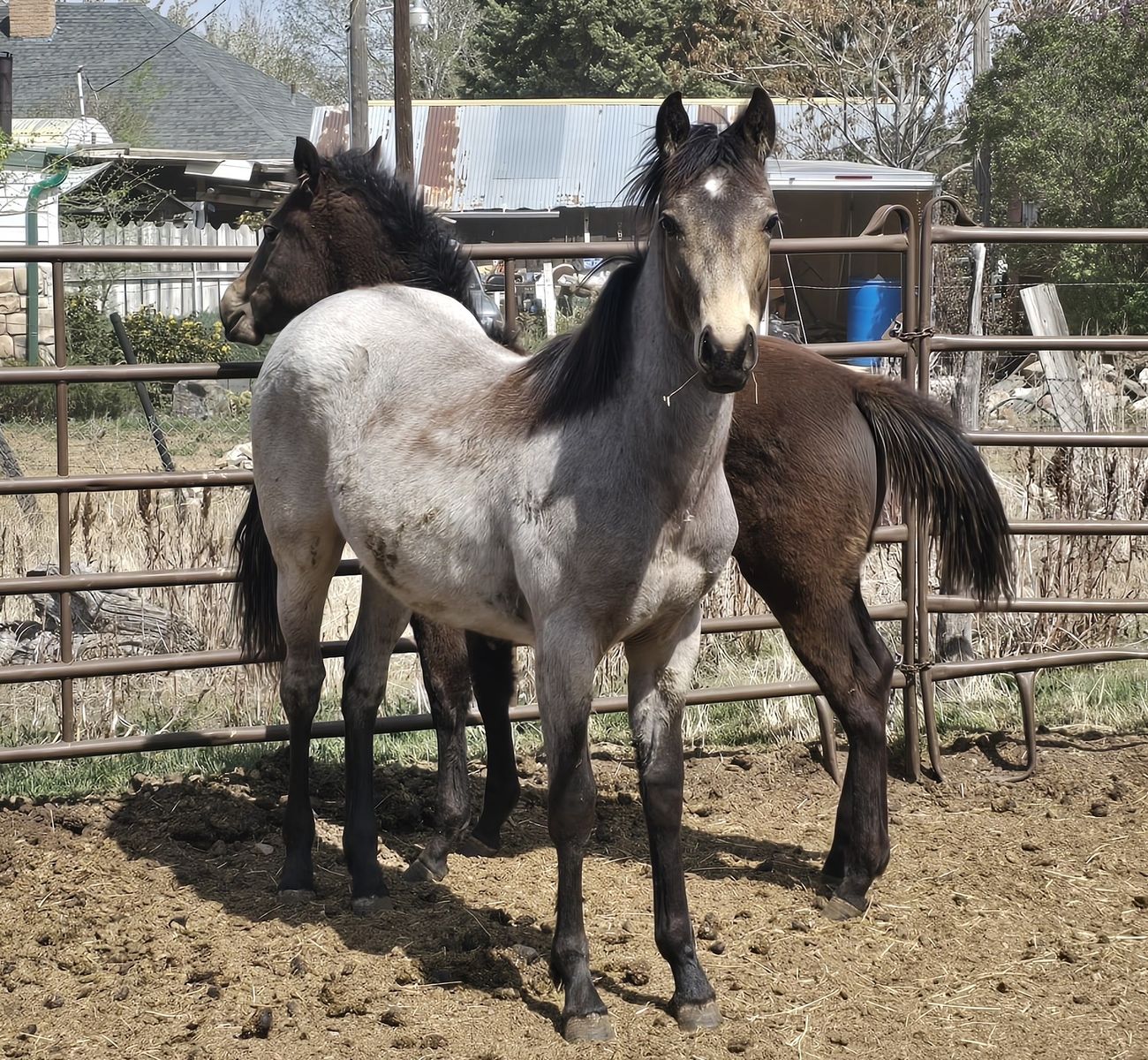 AQHA Buckskin Filly