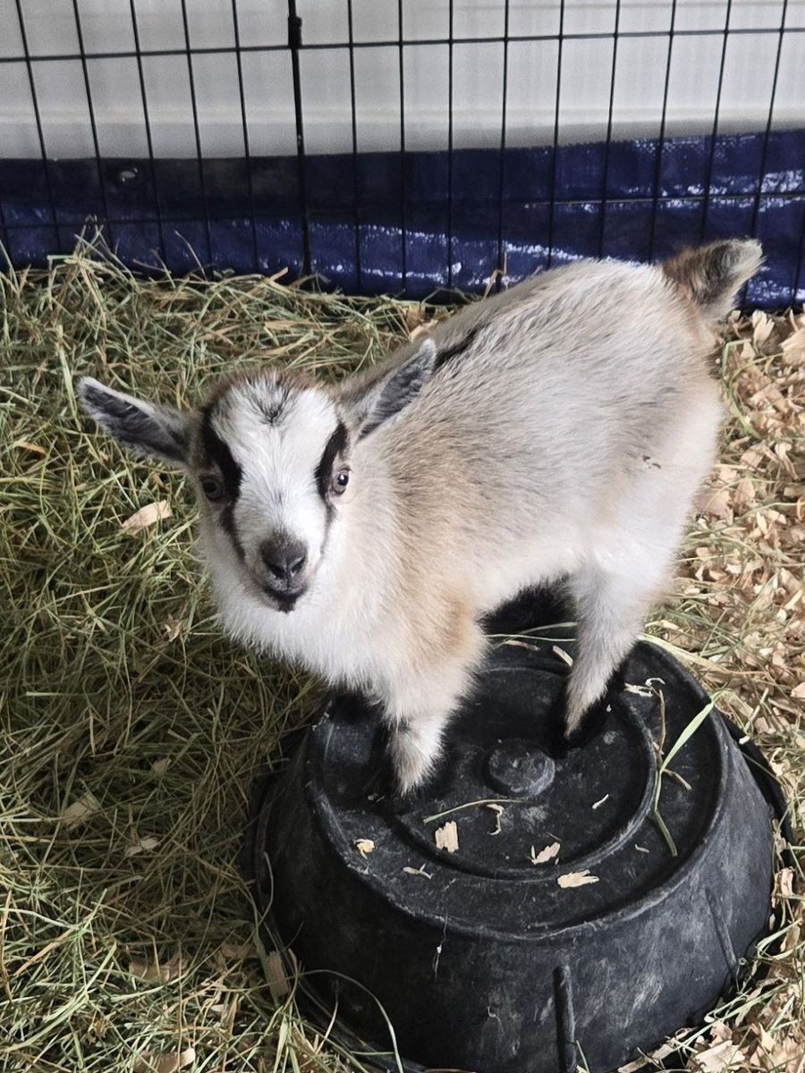 Bottle Fed Wethered Pygmy Goat