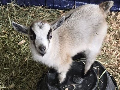 Bottle Fed Wethered Pygmy Goat
