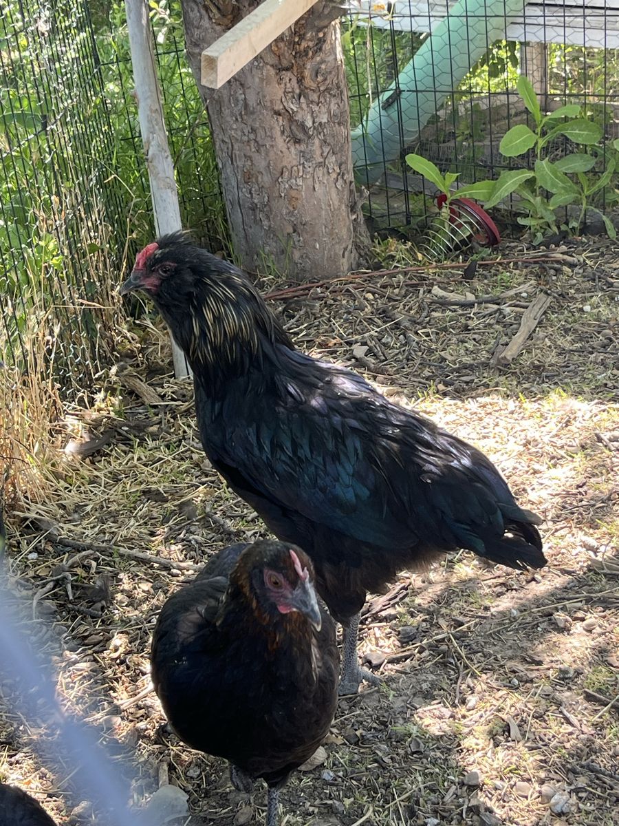 Olive Egger Rooster