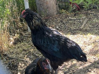 Olive Egger Rooster