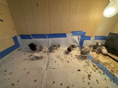 Baby Button Quail Along With Other Ages