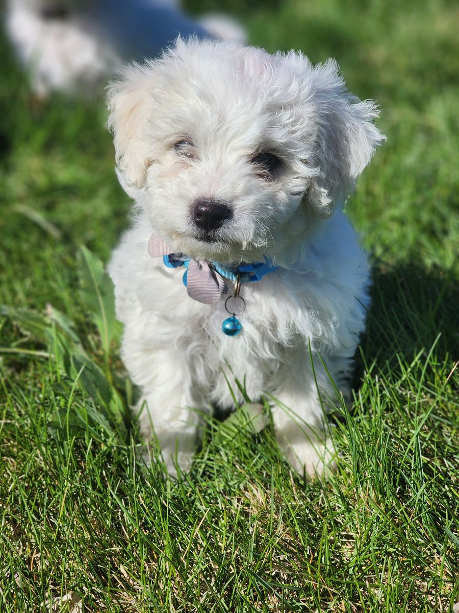 Bichon Frise Pups.  1 Boy and 2 Girls  hypoallergenic- nonshedding.