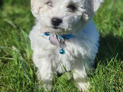 Bichon Frise Pups. 1 Boy and 2 Girls hypoallergenic- nonshedding.