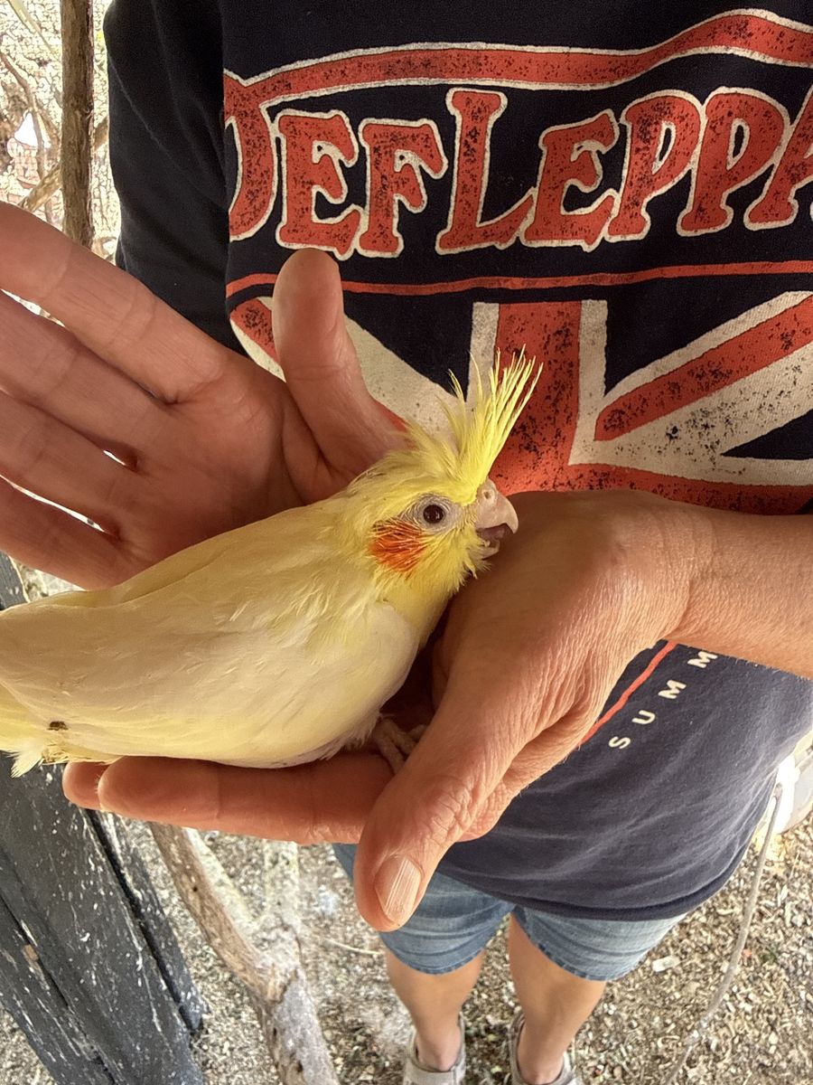 Cockatiel
