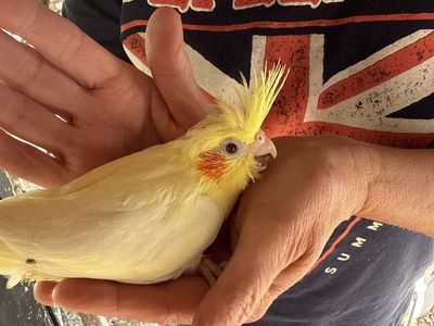 Cockatiel