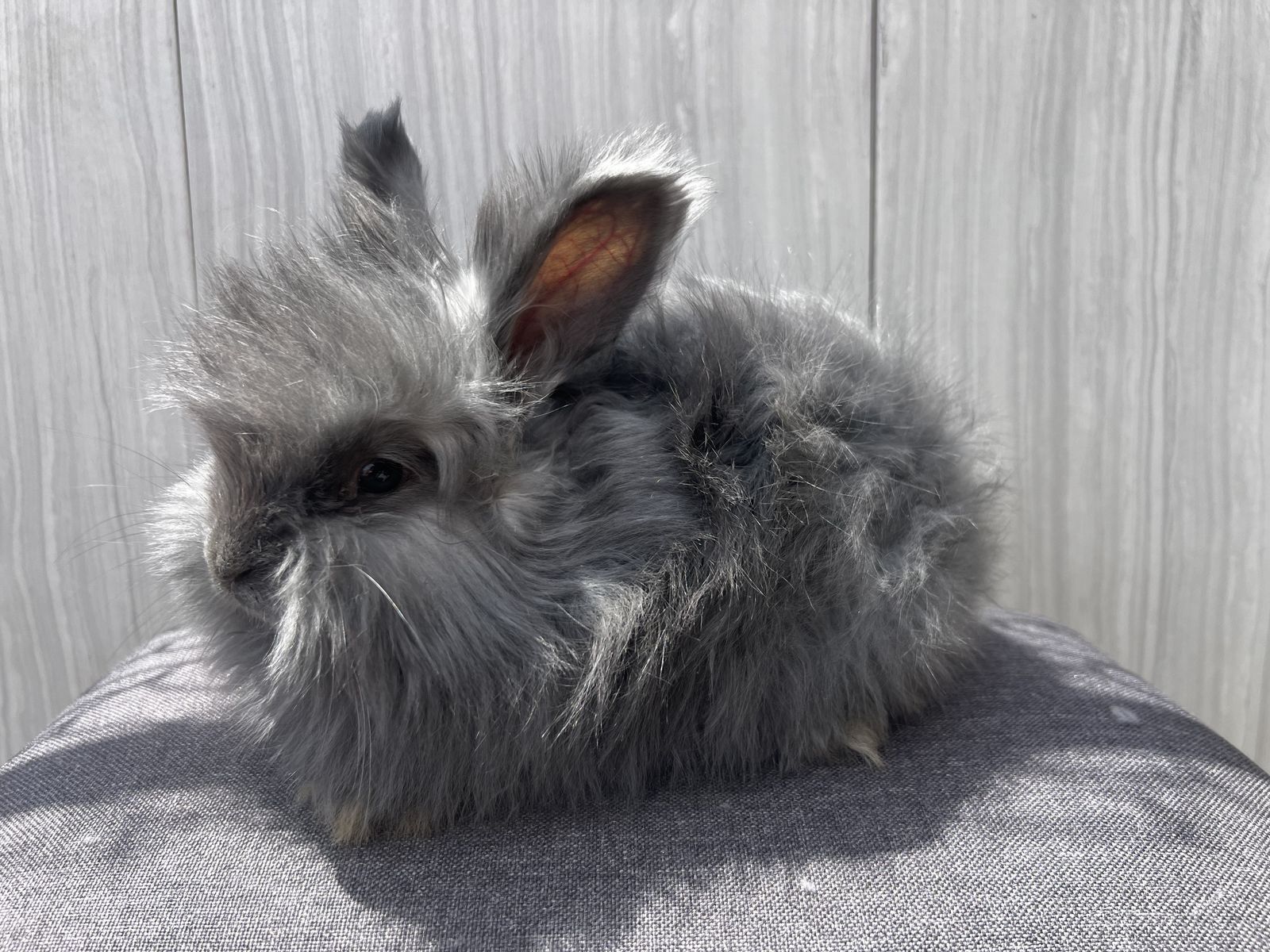 Pedigreed English angora- last female- Mother’s Day special