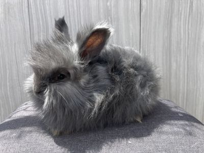 Pedigreed English angora- last female- Mother’s Day special